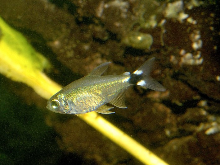 Hyphessobrycon elachys - Reed Tetra Hyphessobrycon elachys - Reed Tetra