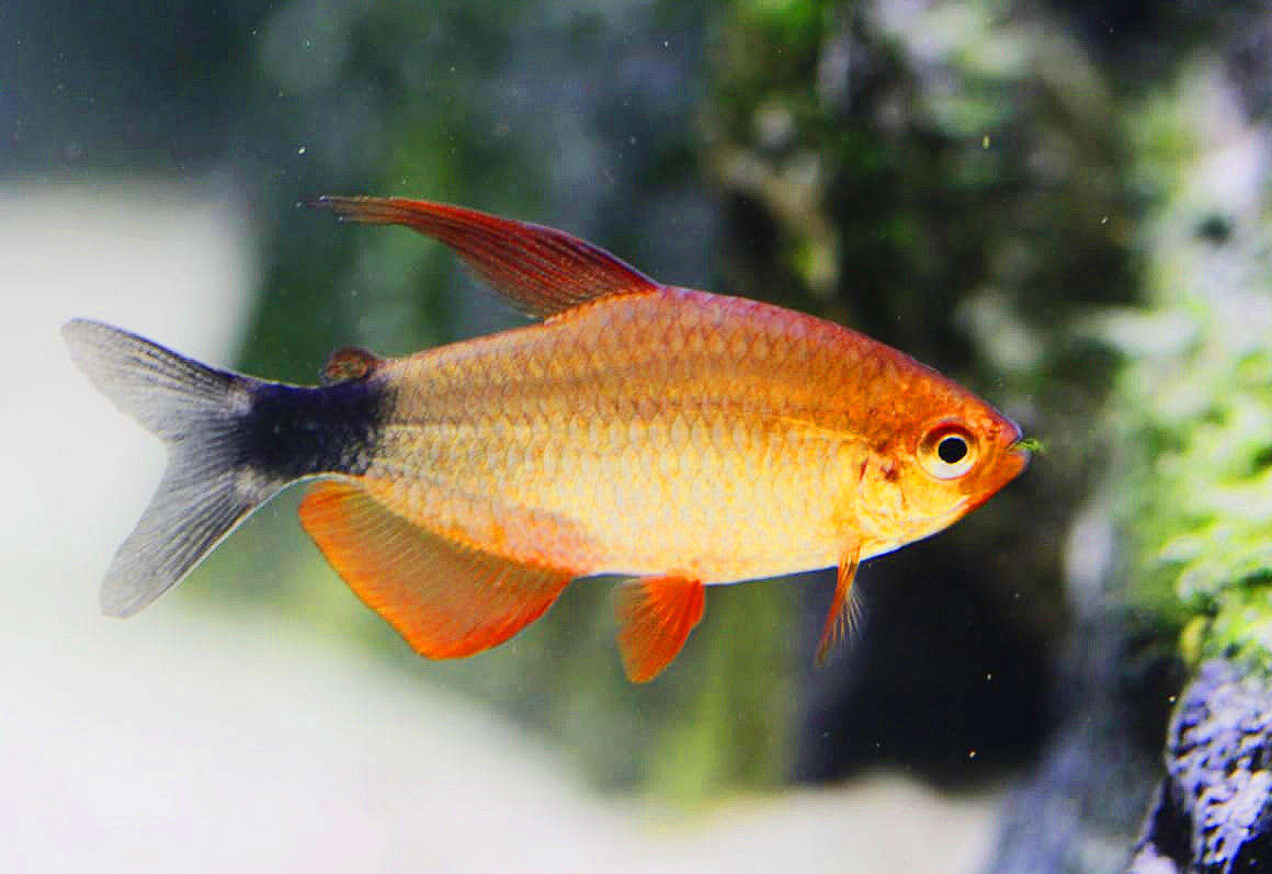 Hyphessobrycon peugeoti - Peppermill Tetra Hyphessobrycon peugeoti - Peppermill Tetra