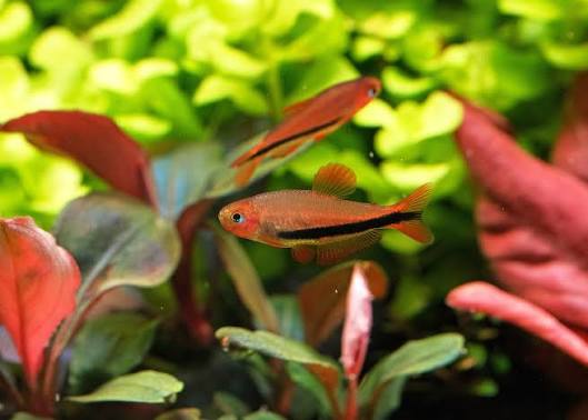 Inpaichthys sp. Black Arrow - Inpaichthys aff. luizae