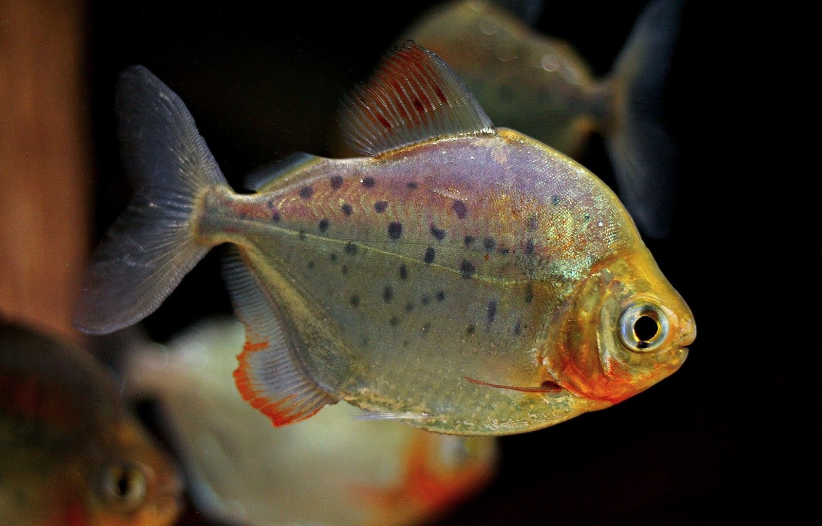 Metynnis maculatus