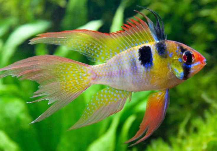 Microgeophagus ramirezi sp. Blue German Longfin Microgeophagus ramirezi sp. Blue German Longfin