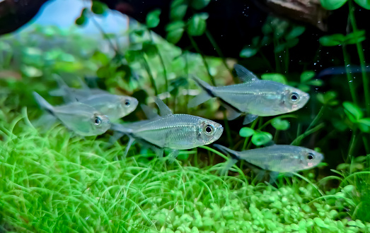 Moenkhausia costae - Black Line Tetra Moenkhausia costae - Black Line Tetra
