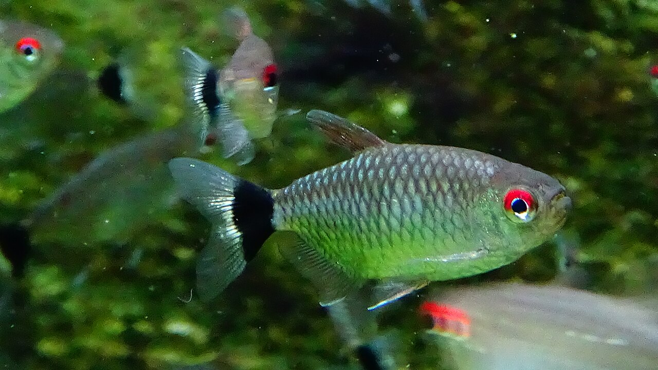 Moenkhausia sanctaefilomenae - Red Eye Tetra