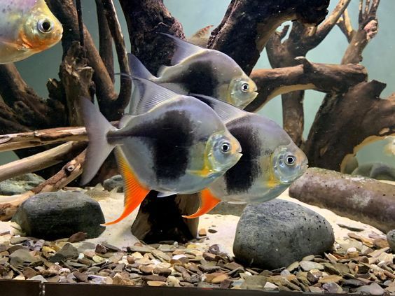 Myleus lamax - Blueberry Silver Dollar