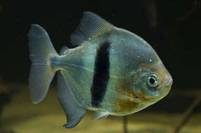Myleus schomburgkii - Black-Barred Myleus