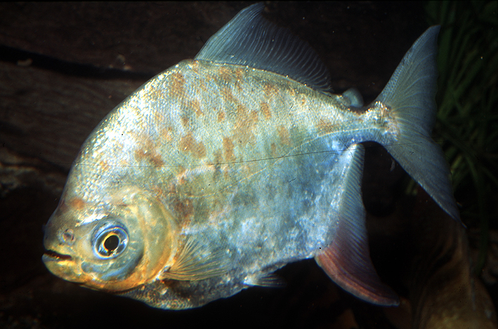 Myloplus asterias Myloplus asterias