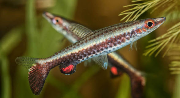 Nannostomus eques - Hockeystick Pencilfish Nannostomus eques - Hockeystick Pencilfish