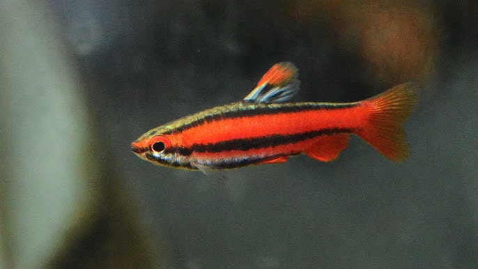 Nannostomus mortenthaleri - Coral Red Pencilfish