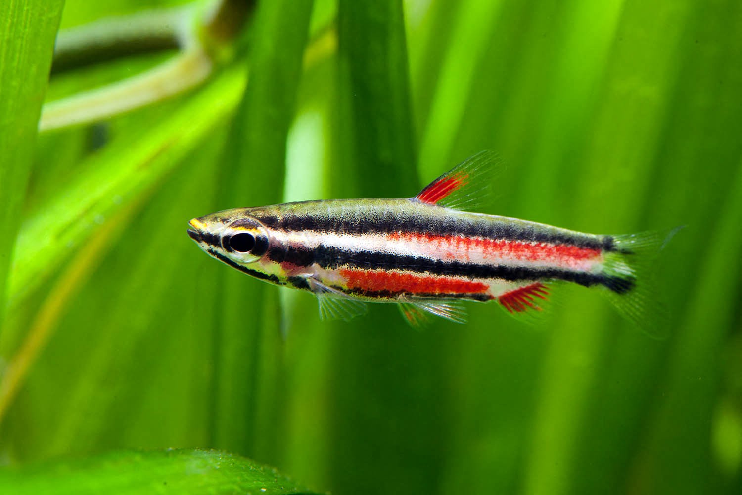 Nannostomus rubrocaudatus - Lápis Peruano