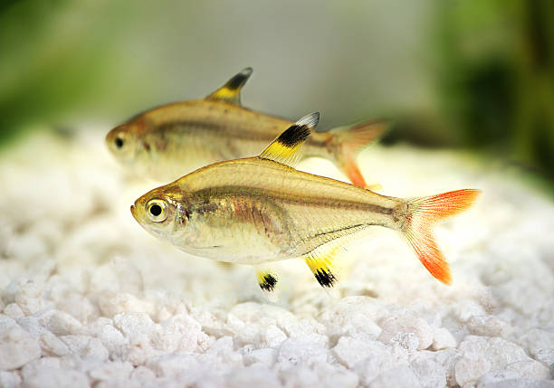 Pristella maxillaris - X-Ray Tetra Pristella maxillaris - X-Ray Tetra