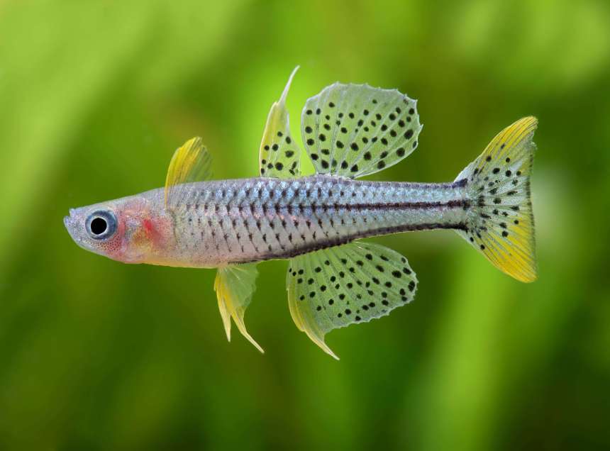 Pseudomugil gertrudae Aru - Spotted Blue-Eye Rainbow