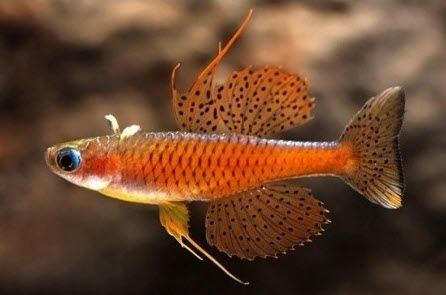 Pseudomugil luminatus - ed Neon Blue-Eye Rainbow