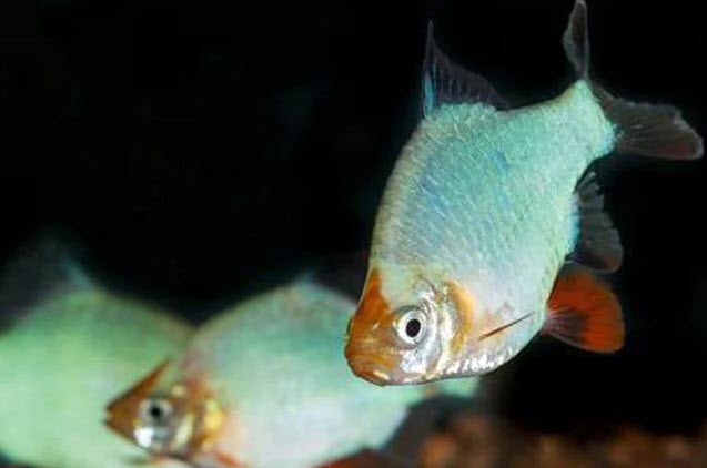 Puntigrus pentazona var. - Platinum / Green Jade Barb