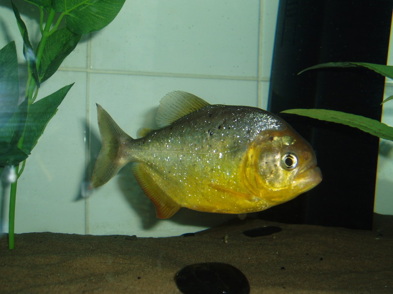 Pygocentrus ternetzi Pygocentrus ternetzi