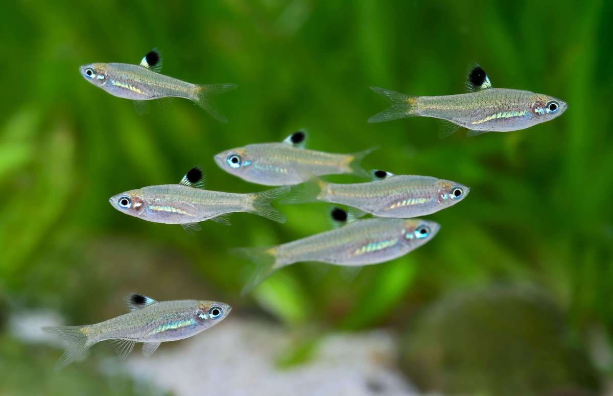 Brevibora dorsiocellata - Emerald Eye Rasbora