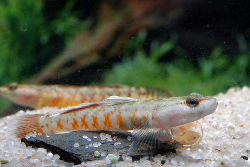 Rhinogobius zhoui - Scarlet Goby Rhinogobius zhoui - Scarlet Goby