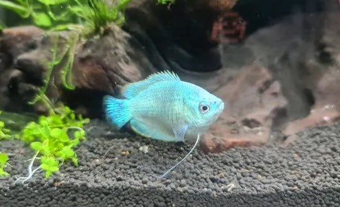 Trichogaster lalius - Dwarf Blue Gourami Trichogaster lalius - Dwarf Blue Gourami