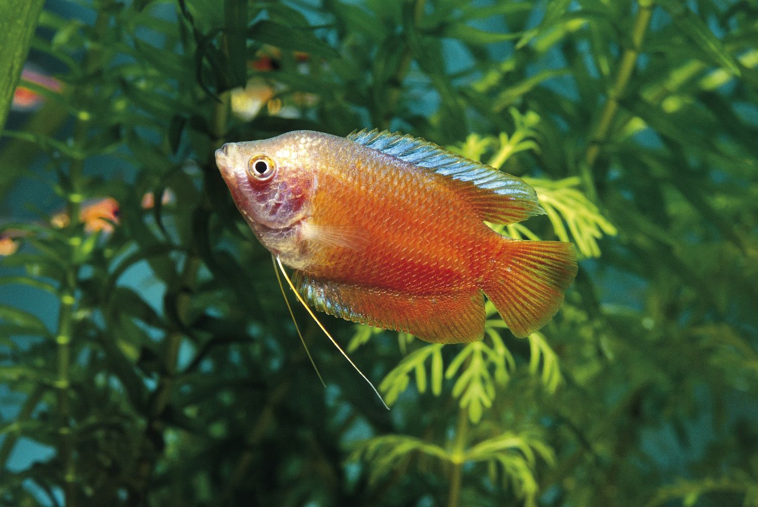 Trichogaster lalius - Dwarf Fire Honey Gourami Trichogaster lalius - Dwarf Fire Honey Gourami