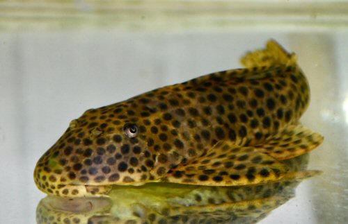Hypostomus jaguar - Jaguar Pleco Hypostomus jaguar - Jaguar Pleco