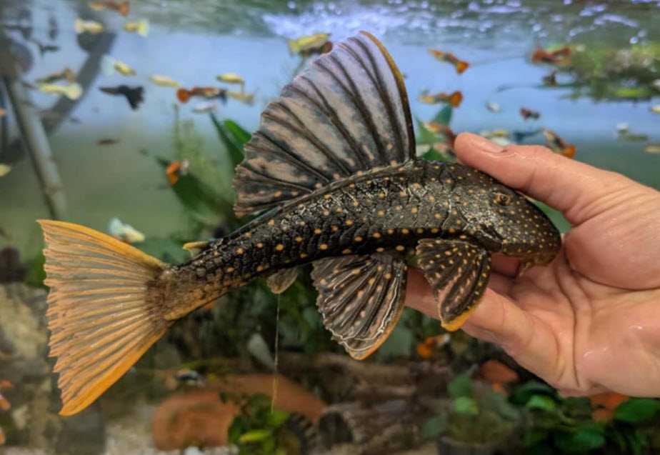 Hypostomus luteus - Golden Sailfin Pleco - Phase II Hypostomus luteus - Golden Sailfin Pleco - Phase II
