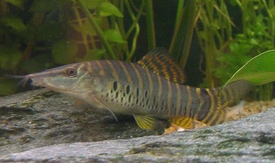 Botia helodes - Green Tiger