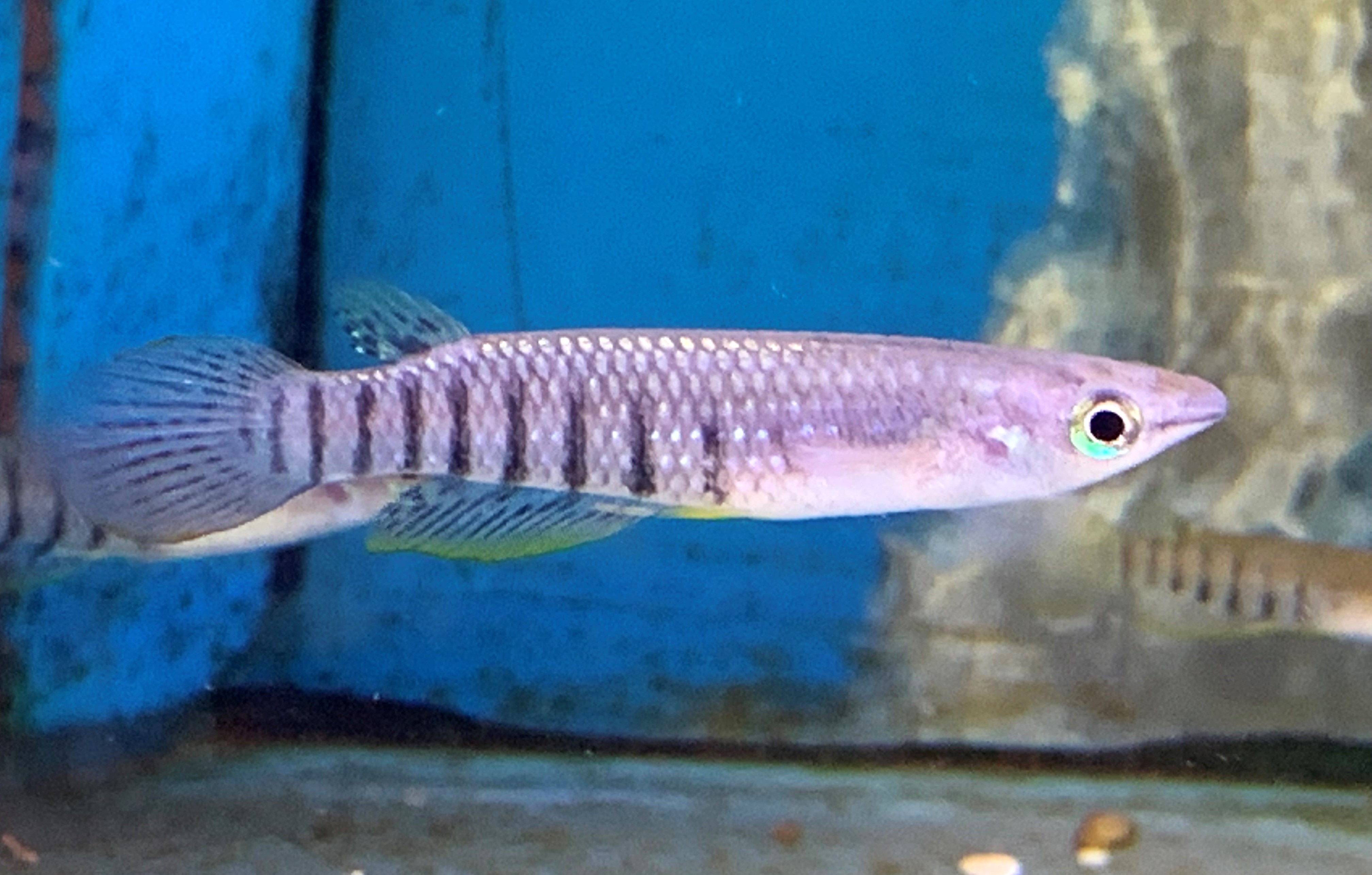 Aplocheilus lineatus - Golden Wonder Striped Panchax