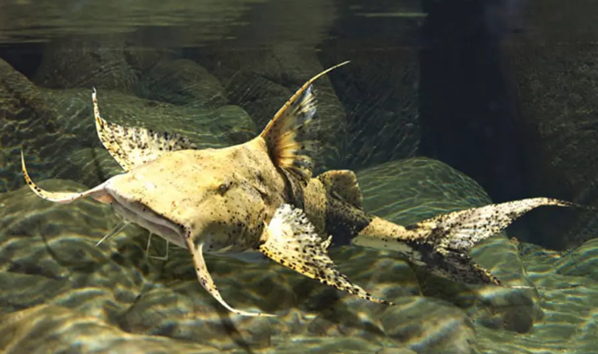 Bagarius yarrelli
