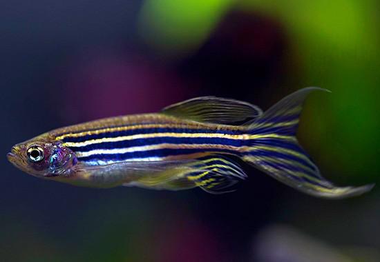 Brachydanio rerio var. - Longfin Zebra Danio