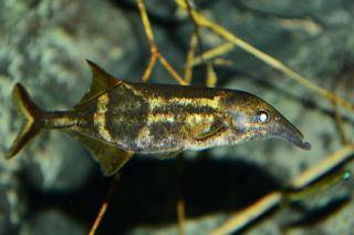 Campylomormyrus tamandua