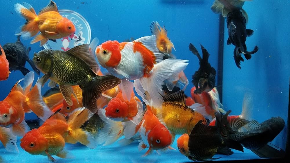 Carassius aureatus - Assorted Premium Oranda Carassius aureatus - Assorted Premium Oranda