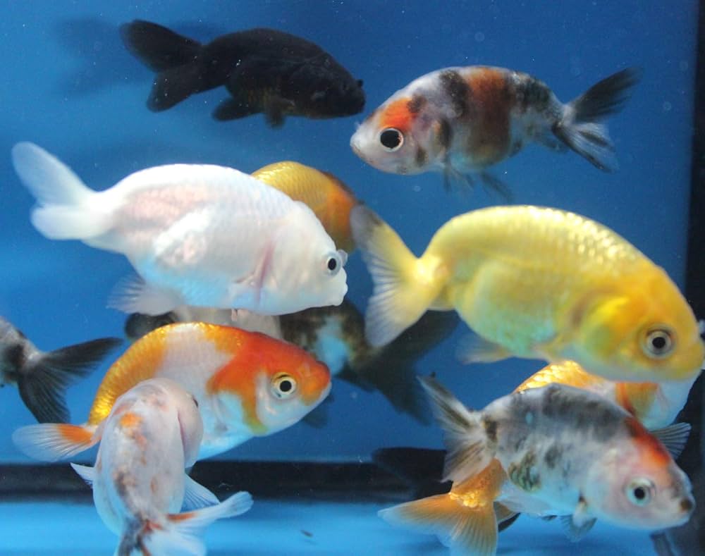 Carassius aureatus - Assorted Ranchu Goldfish Carassius aureatus - Assorted Ranchu Goldfish