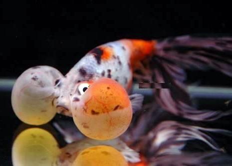 Carassius aureatus - Calico Bubble Eyes Goldfish Carassius aureatus - Calico Bubble Eyes Goldfish