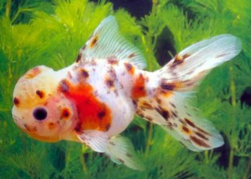 Carassius aureatus - Calico Oranda Carassius aureatus - Calico Oranda