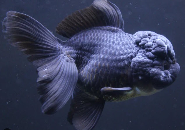 Carassius aureatus - Jet Black Oranda Carassius aureatus - Jet Black Oranda