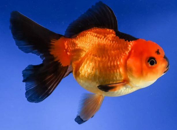 Carassius aureatus - Orange & Black Oranda Carassius aureatus - Orange & Black Oranda