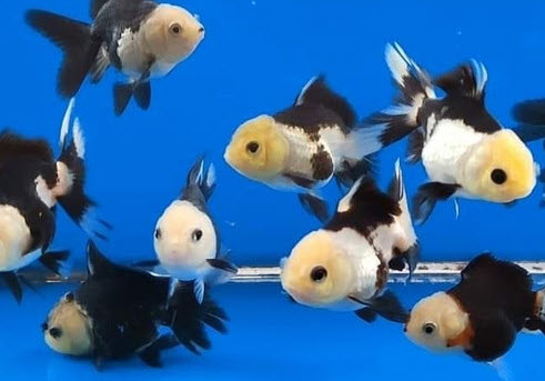 Carassius aureatus - Panda Oranda Carassius aureatus - Panda Oranda