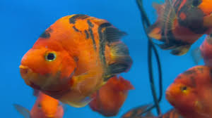 Cichlasoma var. Red Tiger - Red Tiger Parrot Cichlasoma var. Red Tiger - Red Tiger Parrot