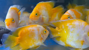 Cichlasoma var. Yellow & White - Yellow & White Parrot Cichlasoma var. Yellow & White - Yellow & White Parrot