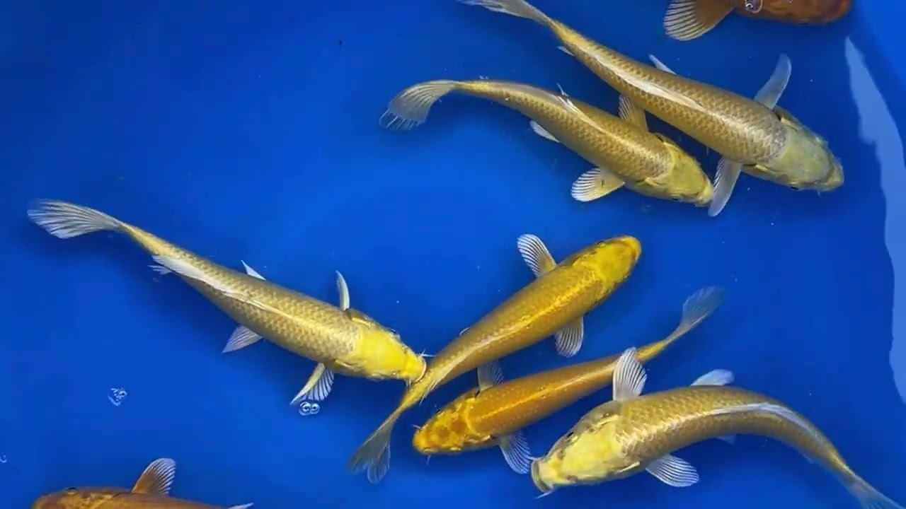 Cyprinus carpio - Yellow Yamabuki Ogon Koï