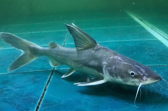 Hemiarius stormii