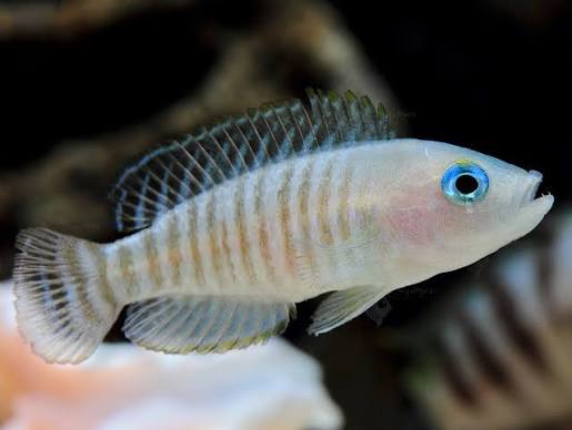 Neolamprologus multifasciatus