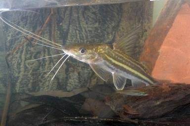 Pimelodus tetramerus - Four-line Pimelodus