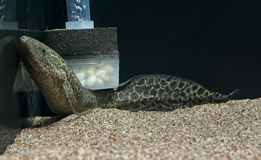 Protopterus aethiopicus - Marbled Lungfish
