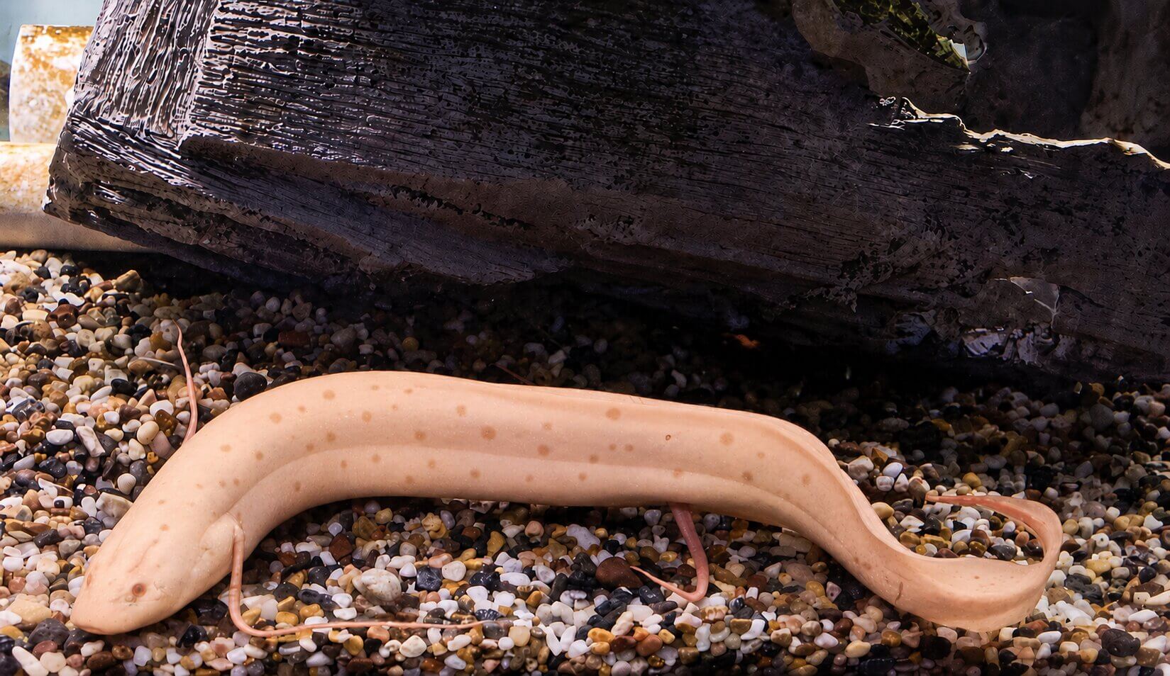 Protopterus dolloi var. - Spotted Slender Lungfish Albino