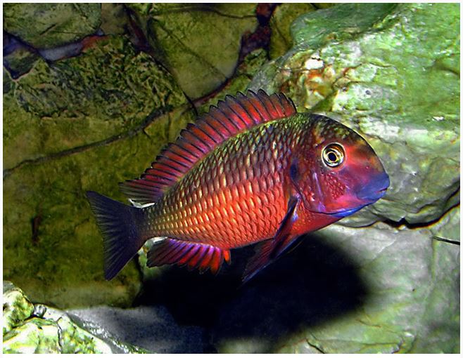 Tropheus sp. Red Moliro - Firecracker Tropheus
