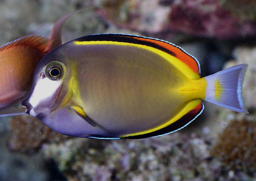 Acanthurus japonicus