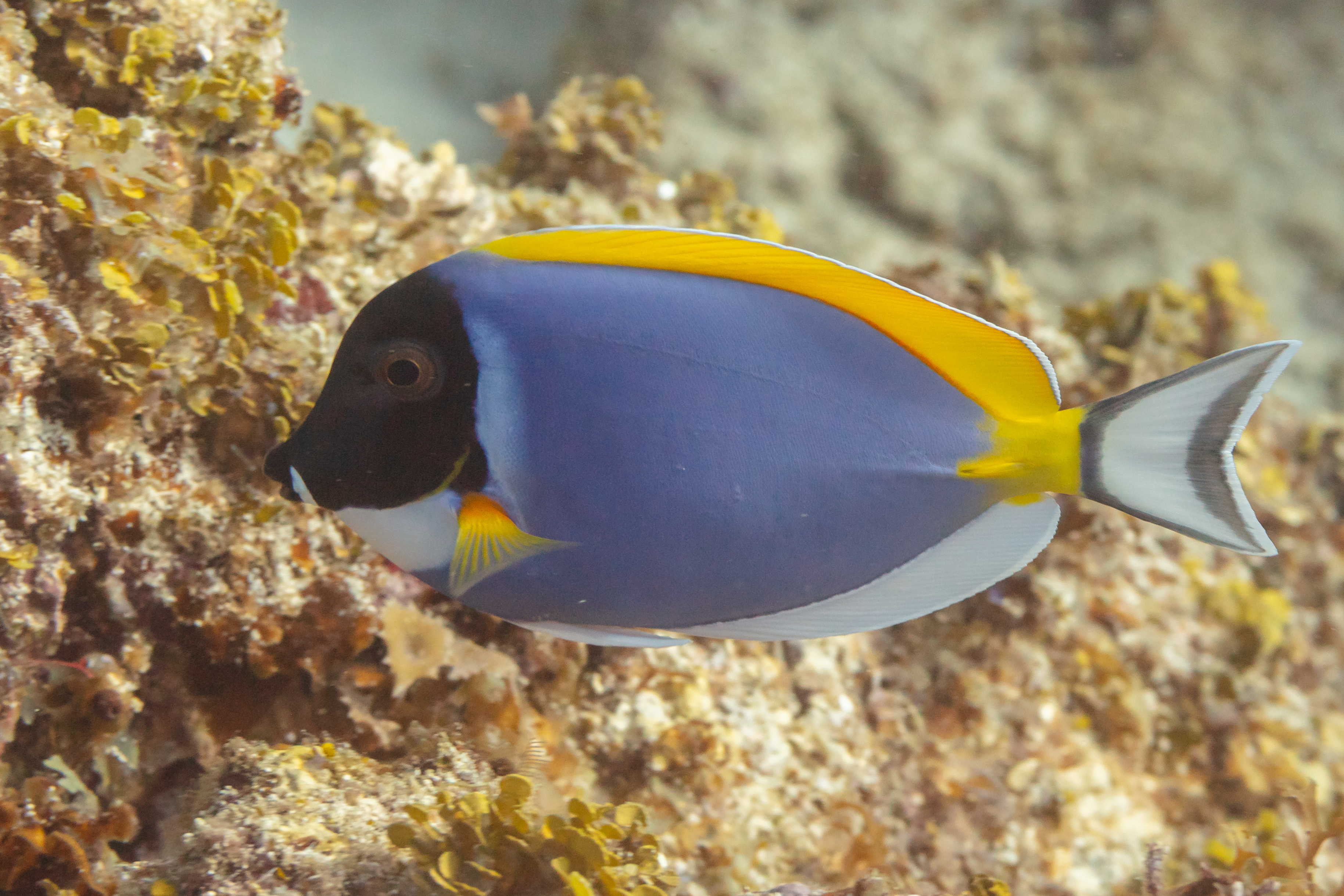 Acanthurus leucosternon - Powder Blue Tang