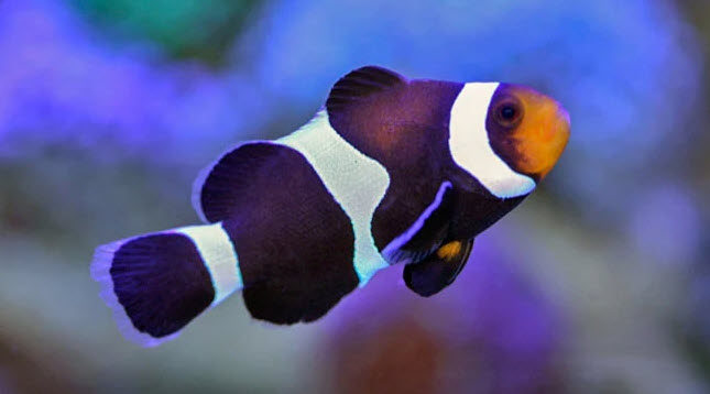 Amphiprion ocellaris - Black & White Clownfish Amphiprion ocellaris - Black & White Clownfish