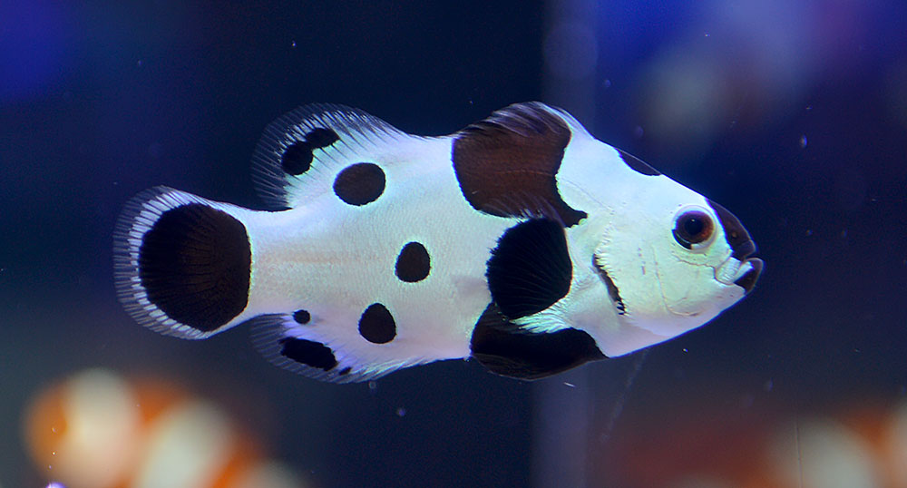 Amphiprion ocellaris - Black Storm / Panda Clownfish Amphiprion ocellaris - Black Storm / Panda Clownfish