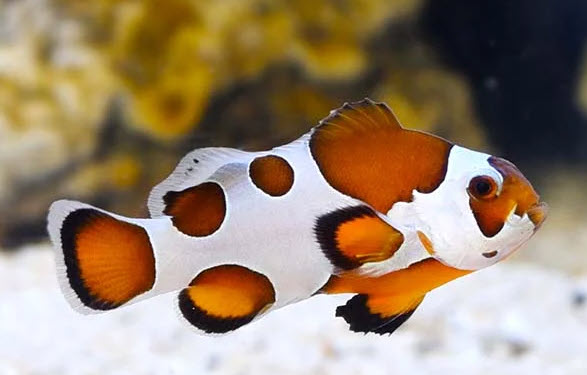 Amphiprion ocellaris - Da Vinci / Gladiator Clownfish Amphiprion ocellaris - Da Vinci / Gladiator Clownfish